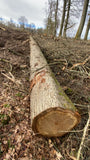 Timber harvesting