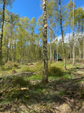 Timber harvesting