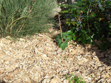 Wood Chip mulch